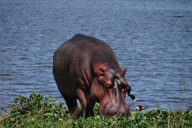 5 days gorillas and chimpanzee tracking - Transition to Bwindi: Scenic Drive through the ‘Switzerland of Africa’