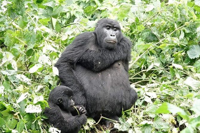 5 days gorillas and chimpanzee tracking - Gorilla Trekking Day: Bwindi’s Hidden Treasures