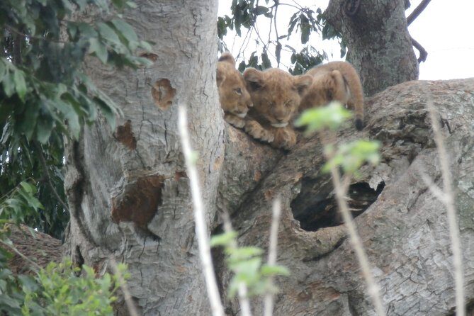 5 days gorillas and chimpanzee tracking - Additional Highlights: Kisoro and Views of Virunga Volcanoes
