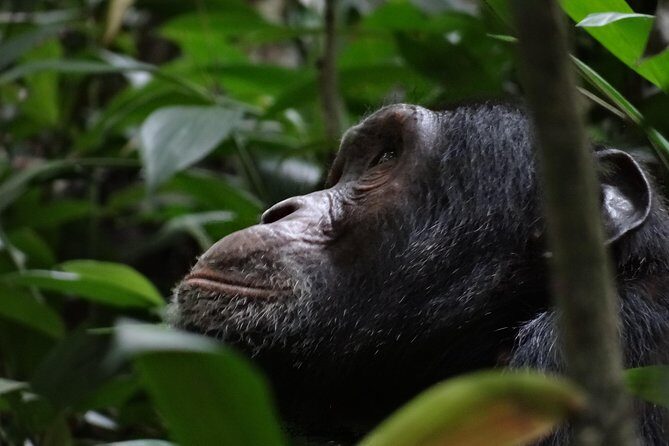 5 days gorillas and chimpanzee tracking - Authentic Insights from Travelers