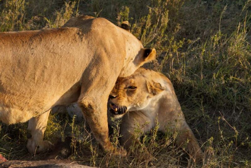 5 Days Group Camping Safari - Key Points