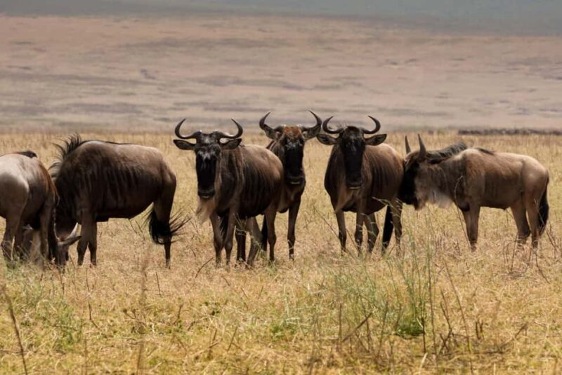 5 Days Group Camping Safari - FAQ