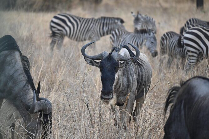 5 Days Group Camping Safari - Exploring the Itinerary: What Makes Each Day Special