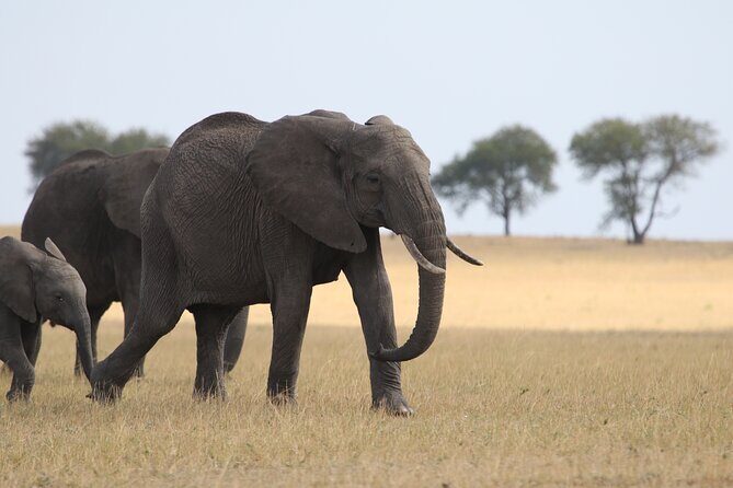 5 Days Group Camping Safari - Final Thoughts: Is It Worth It?