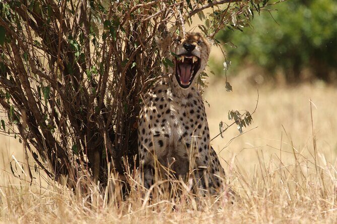 5 Days Group Camping Safari - FAQs