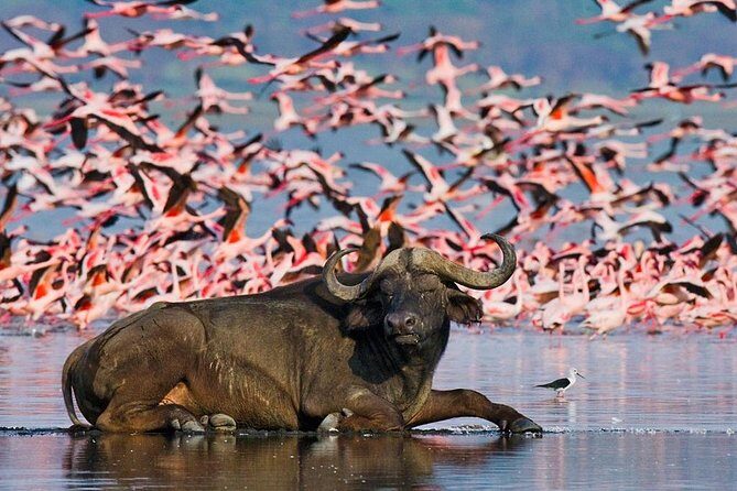 5 Days Hell's Gate, L. Naivasha, L. Nakuru & Masai Mara Luxury Safari - FAQ