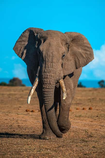 5 Days in the Wild Experience Africa - Key Points