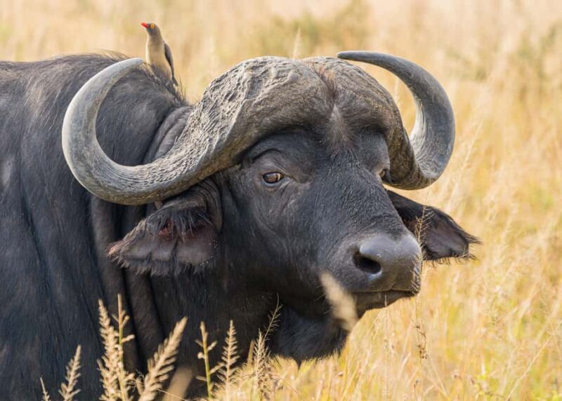 5 Days in the Wild Experience Africa - The Main Drawbacks