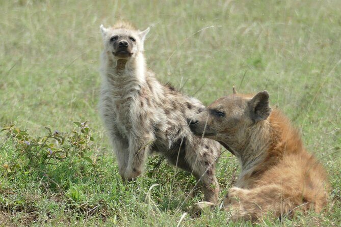 5 Days in to the heart of serengeti - Practical Details & What to Expect
