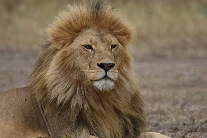 5 days into the heart of serengeti (serengeti, ngorongoro, lake manyara) - FAQs