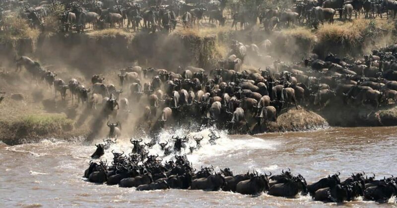 5 Days Join Group Big 5 Exploration - An In-Depth Look at the 5-Day Big 5 Exploration Safari in Tanzania  