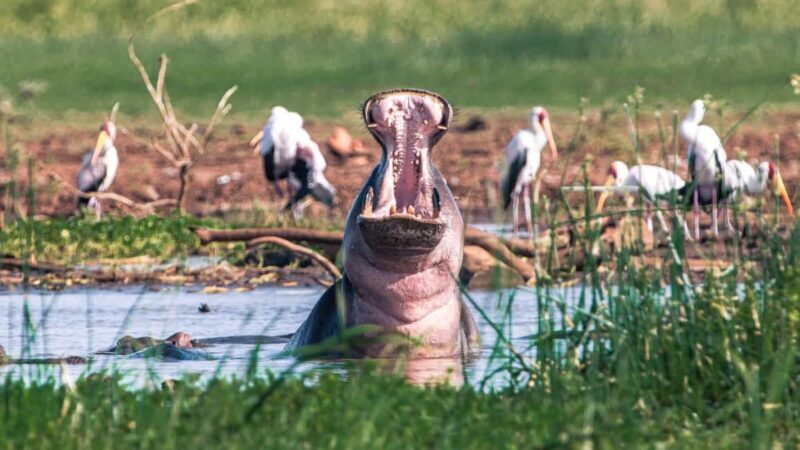 5 Days Join Group Big 5 Exploration - Practical Details and What To Expect  