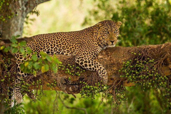5 Days Kenya Masai Mara and Lake Nakuru Private Tour - What Sets This Tour Apart?