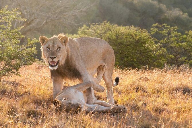 5 Days Kenya Masai Mara and Lake Nakuru Private Tour - Final Reflections: Who Will Love This Tour?