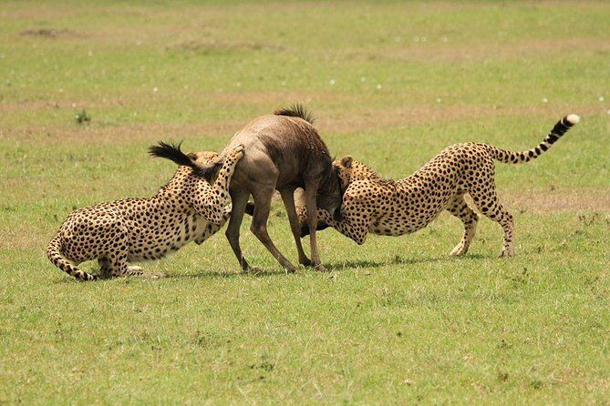 5 Days Kenya Masai Mara and Lake Nakuru Private Tour - Frequently Asked Questions