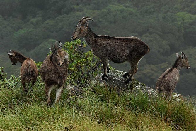 5 Days Kerala Tour Package With 4 Star Stays & Private Houseboat - An In-Depth Look at the Itinerary