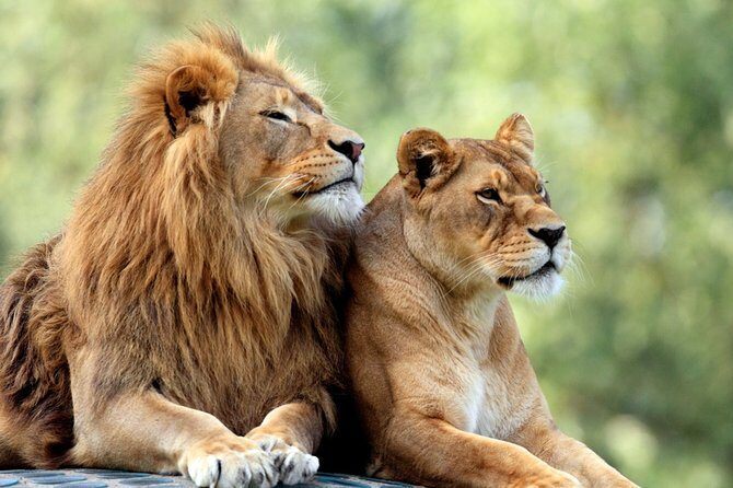5 Days: Lake Manyara / Serengeti / Ngorongoro - Introduction