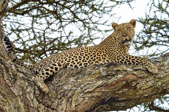 5 Days: Lake Manyara / Serengeti / Ngorongoro - Key Points