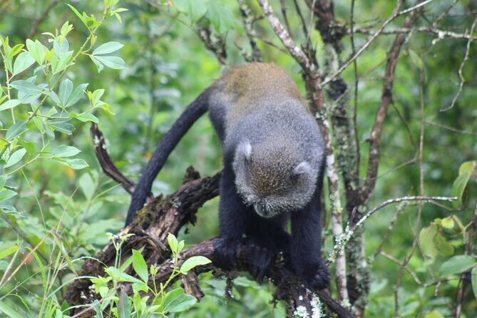 5 Days: Lake Manyara / Serengeti / Ngorongoro - Final Thoughts