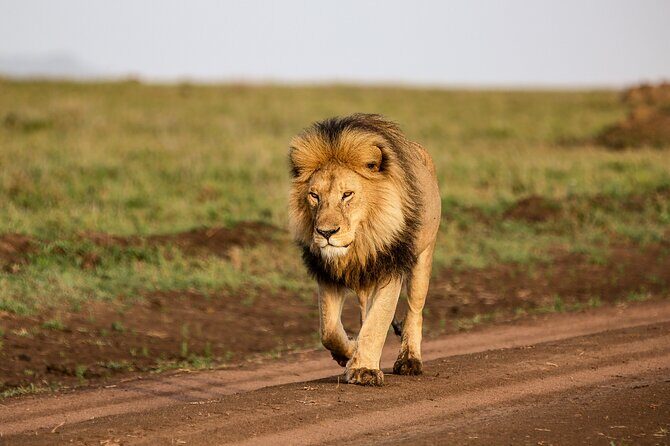 5 days Living Among Lions with Kojuu Safaris - Mid range Lodge - Final Thoughts