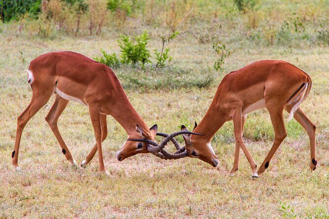 5 Days Lodge Luxury: A Taste of Tanzania Safari - An In-Depth Look at the 5-Day Safari Experience