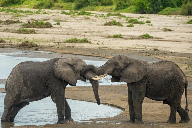 5 Days Lodge Luxury: A Taste of Tanzania Safari - FAQ