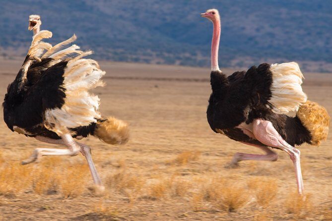5 Days Lodge Safari. - Key Points