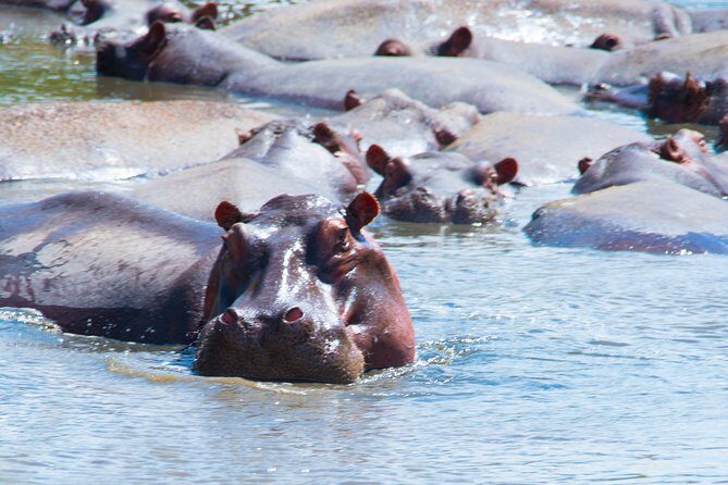 5 Days Lodge Safari. - Why The Value is Worth It