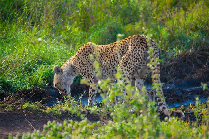 5 Days Lodge Safari. - The Sum Up