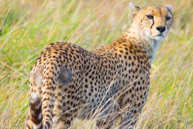 5 Days Lodge Safari. - FAQ