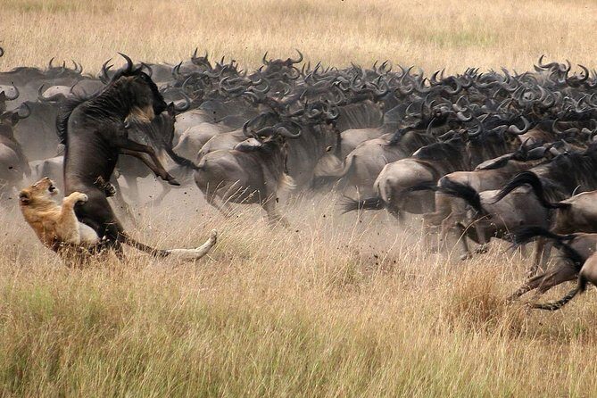 5 Days Lodge Safari - Lake Manyara, Serengeti, Ngorongoro, Tarangire. - An In-Depth Look at the Safari Experience