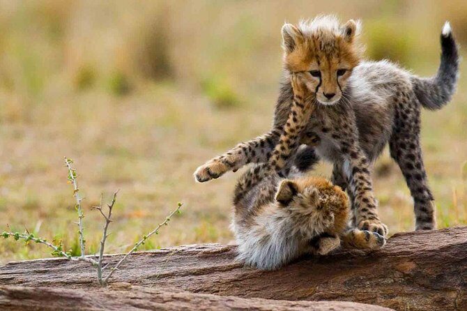5 Days Lodge Safari - Lake Manyara, Serengeti, Ngorongoro, Tarangire. - What Makes This Tour Stand Out?