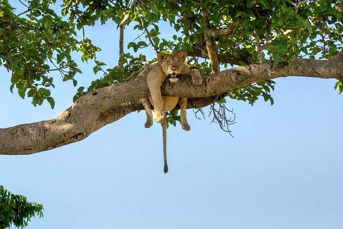 5 Days Luxury Lodge Safari Tour Tanzania - Key Points
