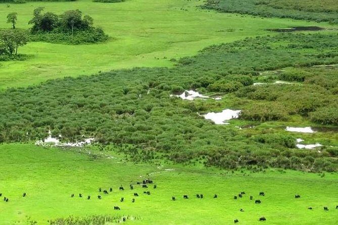 5 Days Luxury Lodge Safari Tour Tanzania - Final Thoughts