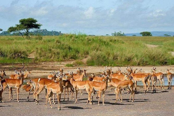 5 Days Luxury Lodge Safari Tour Tanzania - FAQ