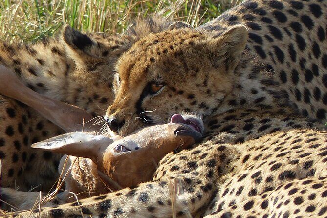 5 Days Magical Kenya Safari Private Tour - Day 1: Ol Pejeta Conservancy
