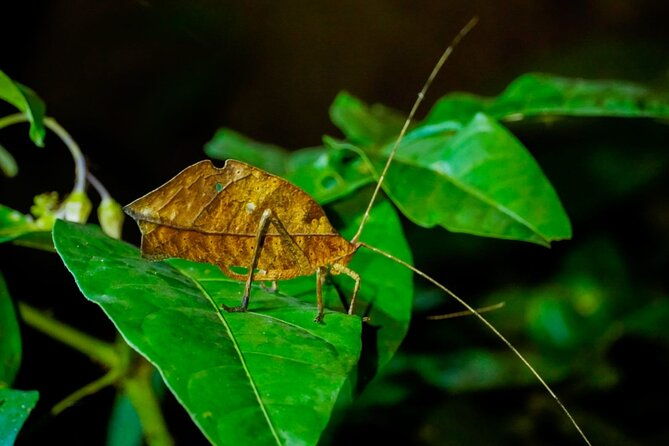 5-days-manu-park-tour