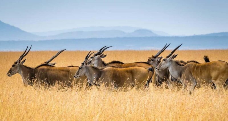 5 Days Masai Mara, Lake Nakuru and Aberdare Circuit Safari - FAQs