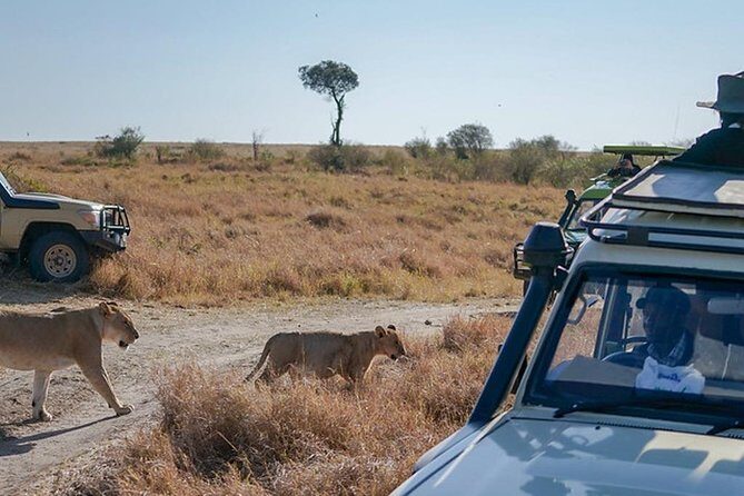 5-Days Masai Mara- Lake Nakuru - Lake Naivasha Kenya Safari Tour - Final Thoughts