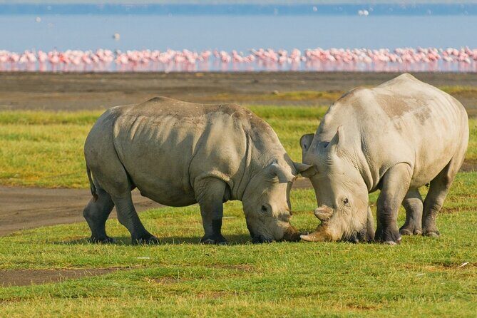 5 Days Masai Mara, Lake Nakuru & Naivasha Budget Joining Safari - Exploring the Itinerary in Detail