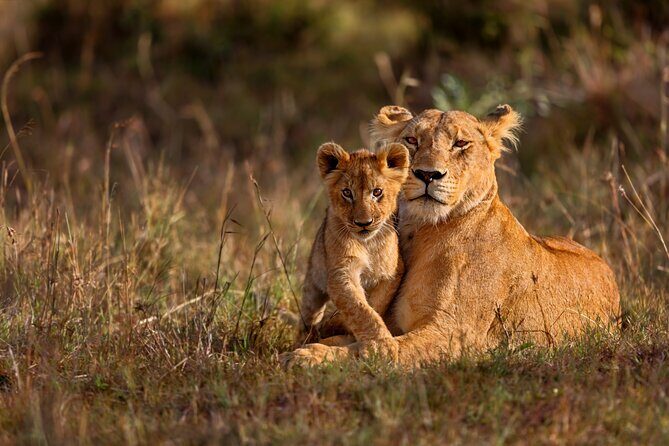 5 Days Masai Mara, Lake Nakuru & Naivasha Budget Joining Safari - FAQs