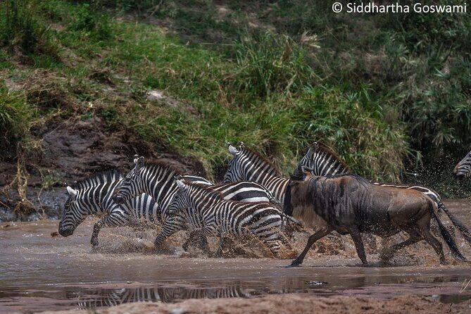 5 days Masai Mara Wildebeest migration safari - Why This Tour Offers Great Value
