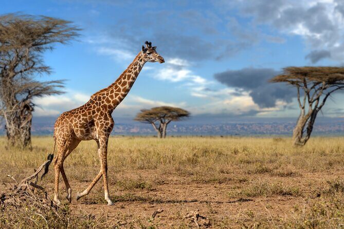 5 Days Mid-Range Group Safari with Accommodation - Key Points