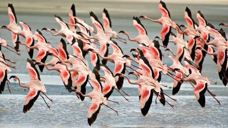 5-Days Midrange Safari - Tarangire, Serengeti, and Crater. - Key Points