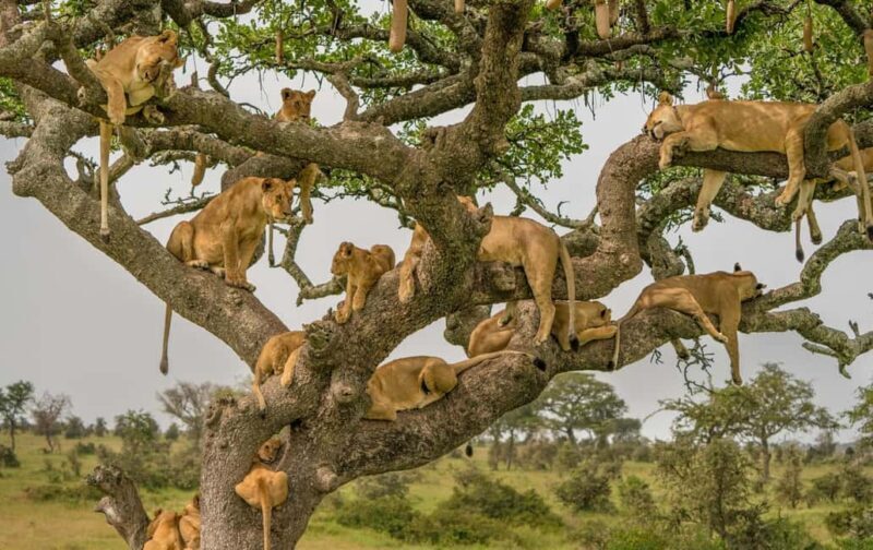 5-Days Midrange Safari - Tarangire, Serengeti, and Crater. - Exploring the Itinerary in Detail
