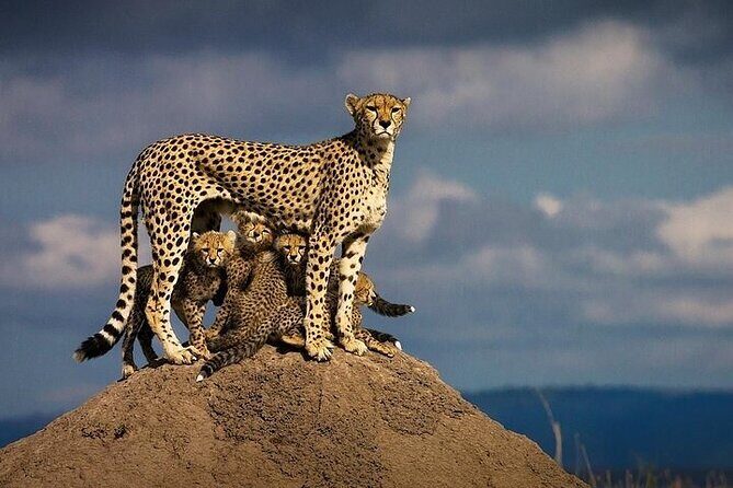 5 Days Mombasa,Tsavo East, Taita Salt Lick, Tsavo West, Amboseli, - Frequently Asked Questions