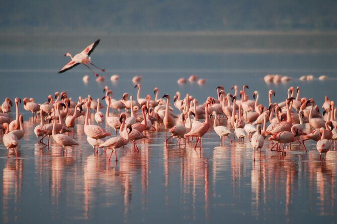 5 Days Northern Tanzania Safari- Lodging - Key Points