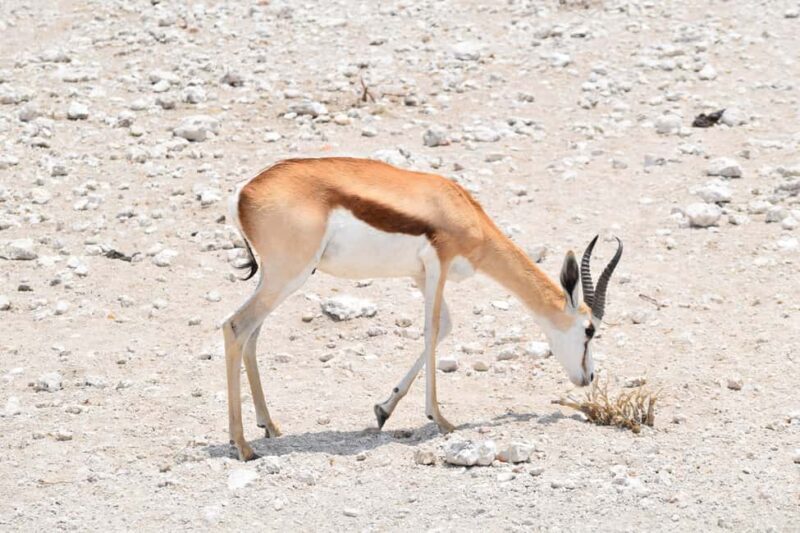 5 Days of Adventure Discover Africa's Wildlife & Landscapes - A Closer Look at What the Tour Offers