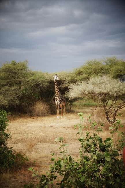 5 Days of Adventure Discover Africa's Wildlife & Landscapes - Analyzing the Value  