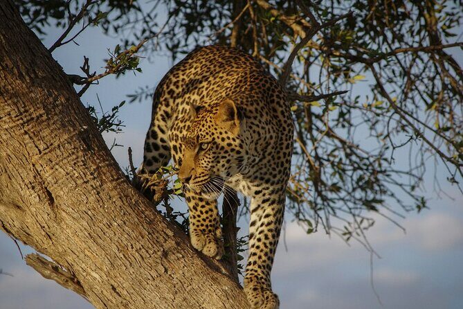 5 Days of Kenyan Magic: A Whirlwind Safari Adventure - Practical Considerations